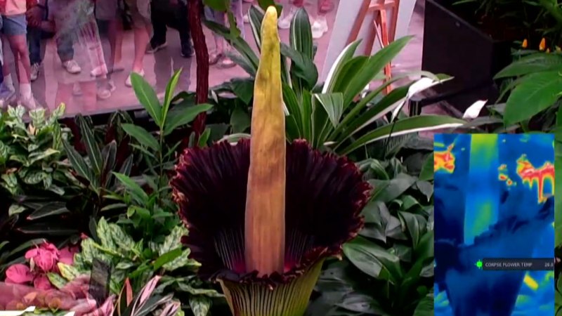 ‘Corpse flower’ blooms in Geelong