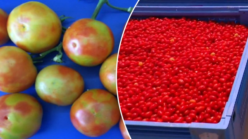 SA unveils first testing facility to combat tomato virus