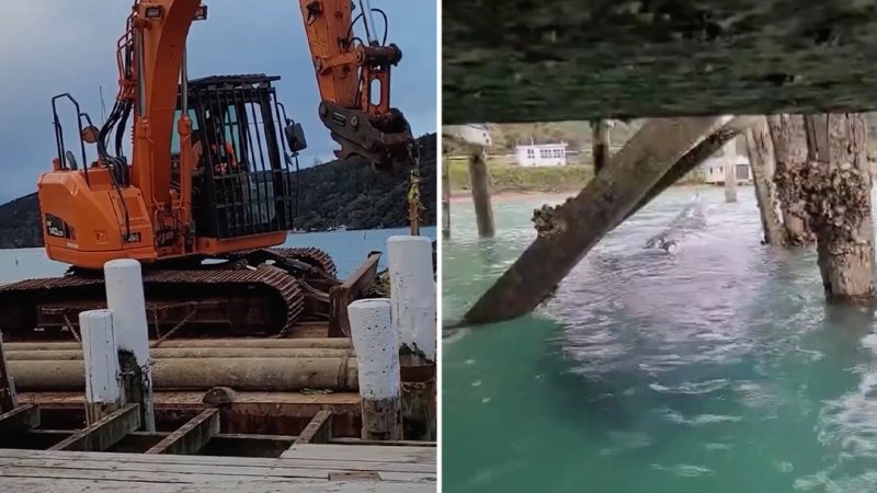 Pygmy blue whale stranded under NZ wharf