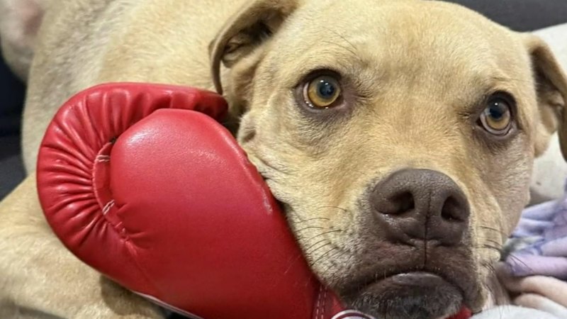 Family's plea after dog killed in suspected home invasion