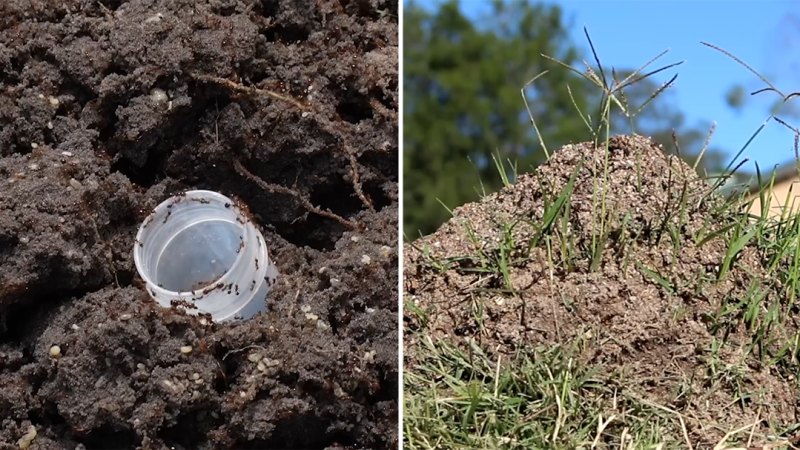 How to identify fire ants