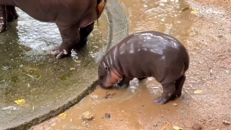 Thai zoo visitors swarm to get glimpse of Moo Deng the baby hippo