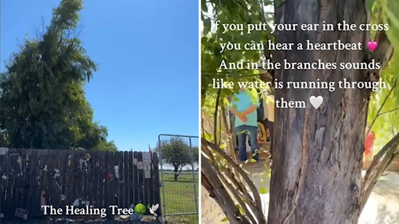 Viral TikTok "Miracle Tree" draws hundreds seeking healing and hope