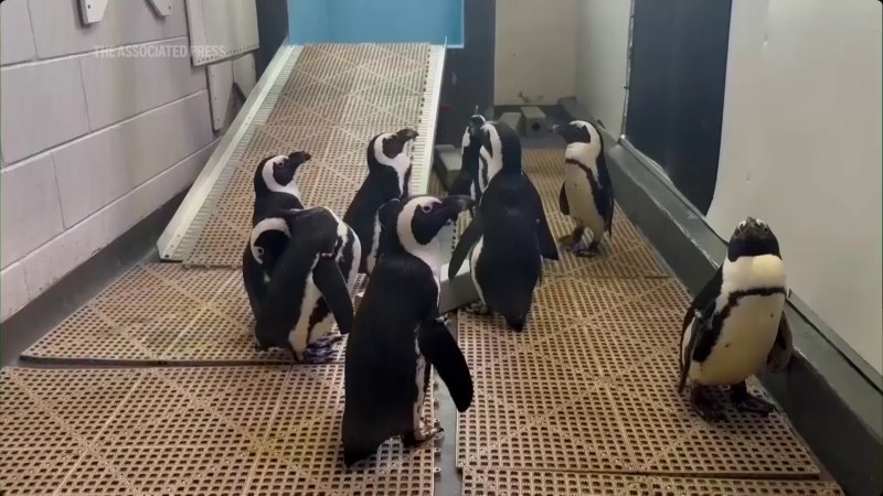 Penguins moved to higher ground before hurricane