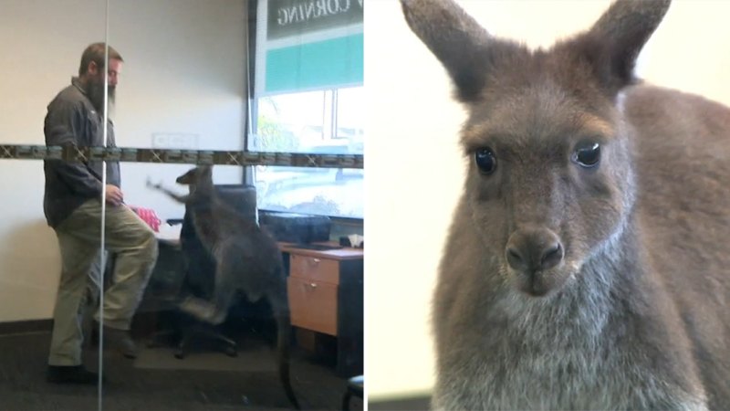 Adelaide warehouse manager finds kangaroo inside