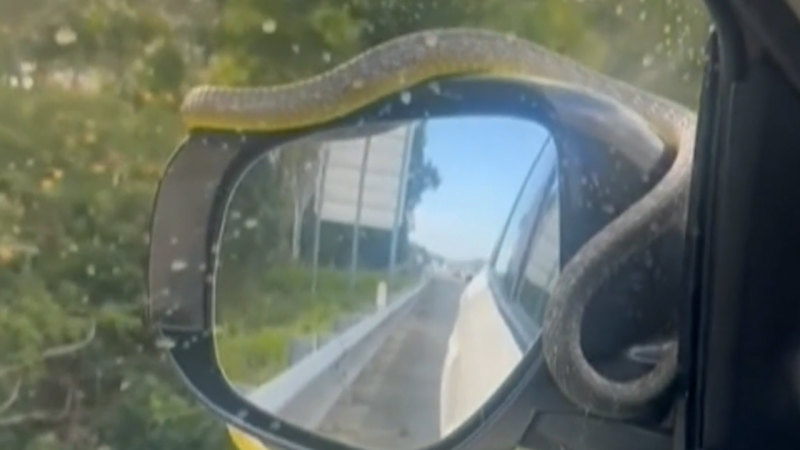 Snake crawls over windscreen of moving car