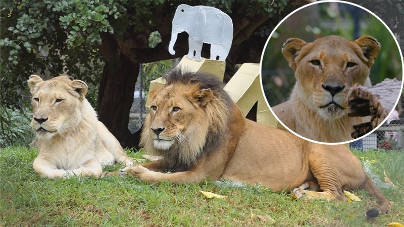 Australia’s oldest lioness euthanised after death of her lifelong partner