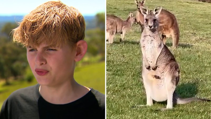 Boy survives vicious kangaroo attack