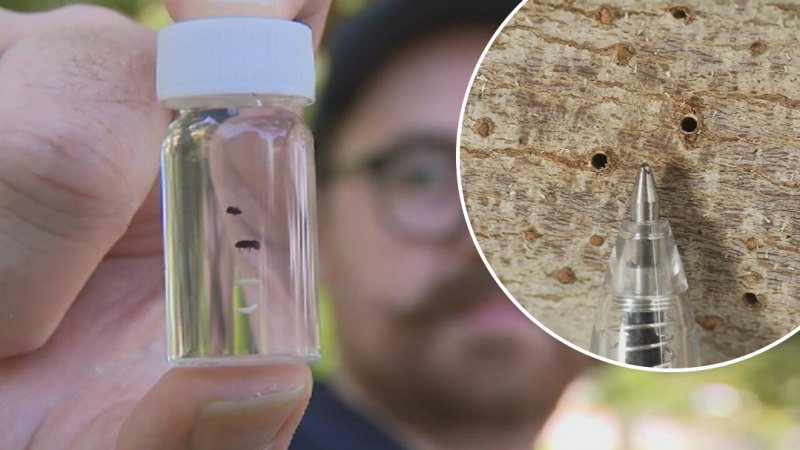 Perth’s fight against destructive beetles the size of sesame seeds