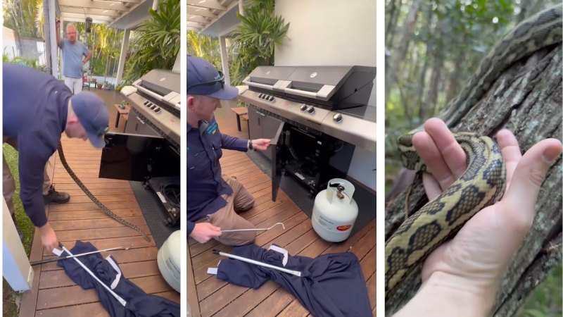 Snake catcher wrangles carpet python found in outdoor barbecue