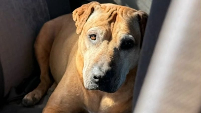Family demand action after dogs stabbed