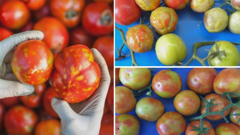 Virus could cause tomato prices to soar