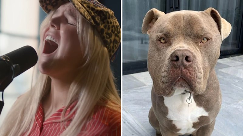 Tones and I fined after pet American bulldog mauls cavoodle