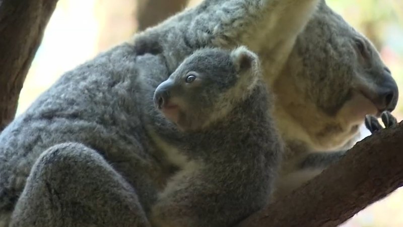 Wildlife sanctuary needs help naming six newborn koalas