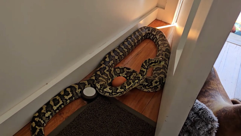 ‘Escaped’ python found in NSW home