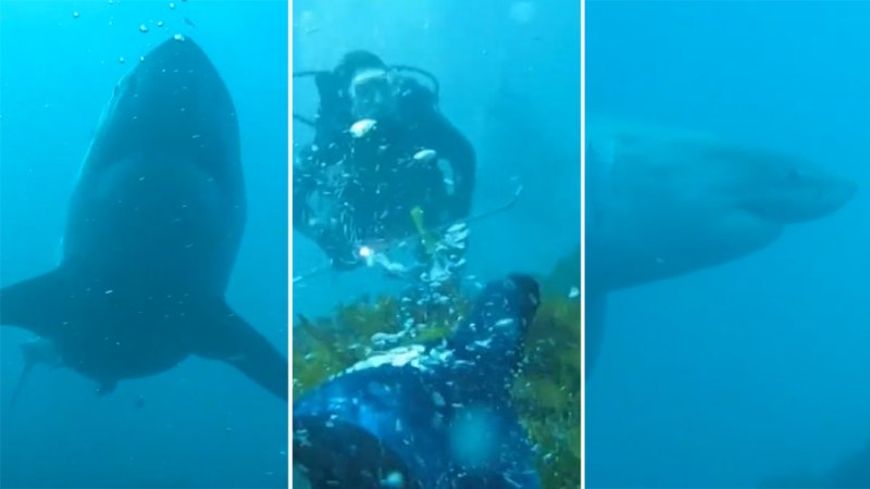 Four-metre great white shark circles two divers in WA