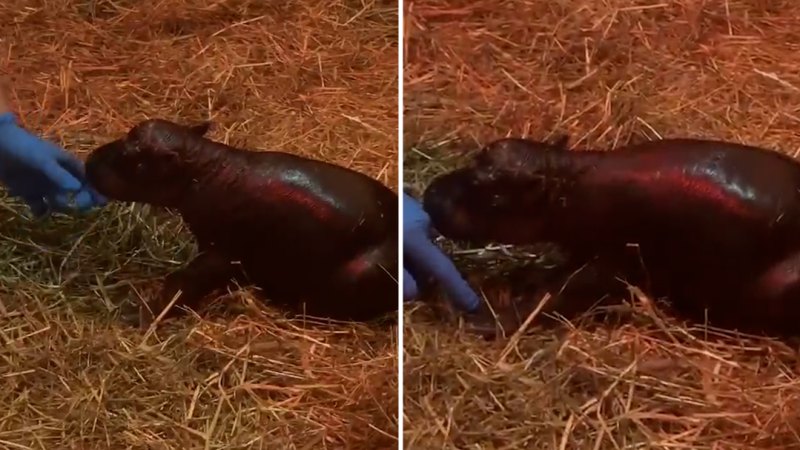 Edinburgh Zoo welcomes pygmy hippo calf Haggis