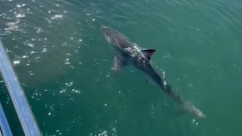 Skipper's surprise as shark circles boat