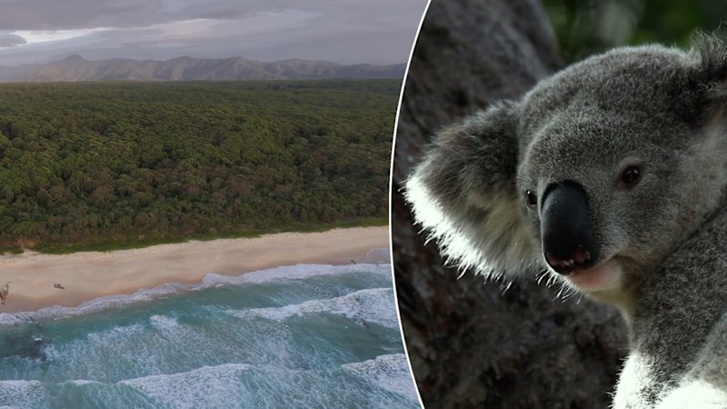 Inside the Great Koala National Park