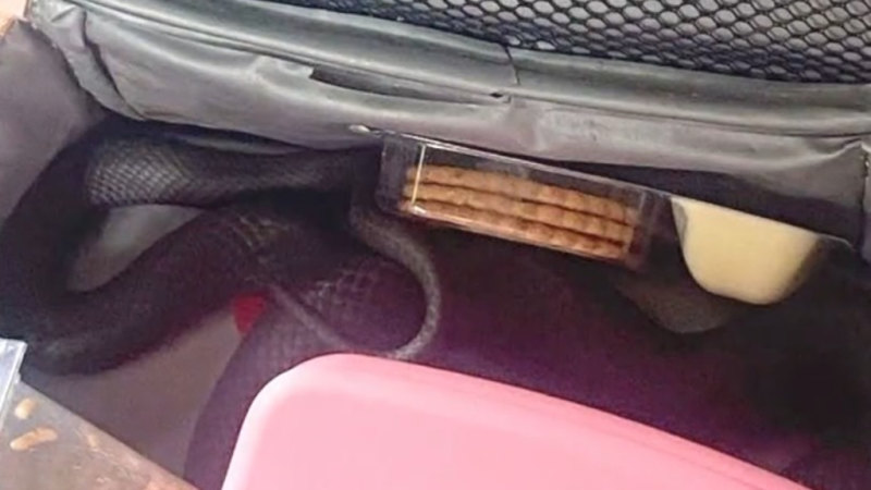 Schoolgirl gets fright of her life after snake found in lunchbox