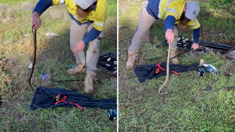 Snake catcher saves Telstra workers from scaly surprise