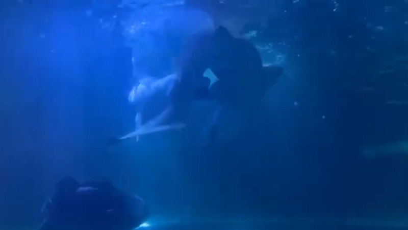 Aquarium captures rare footage of two sharks courting