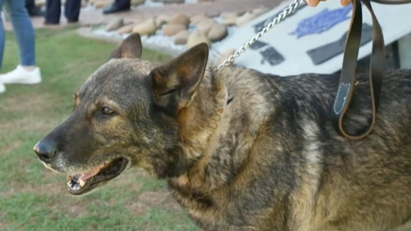 Gold Coast farewells beloved police dog