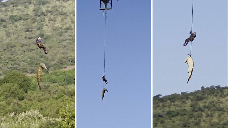 15-foot crocodile airlifted in South Africa as search for missing driver turns tragic