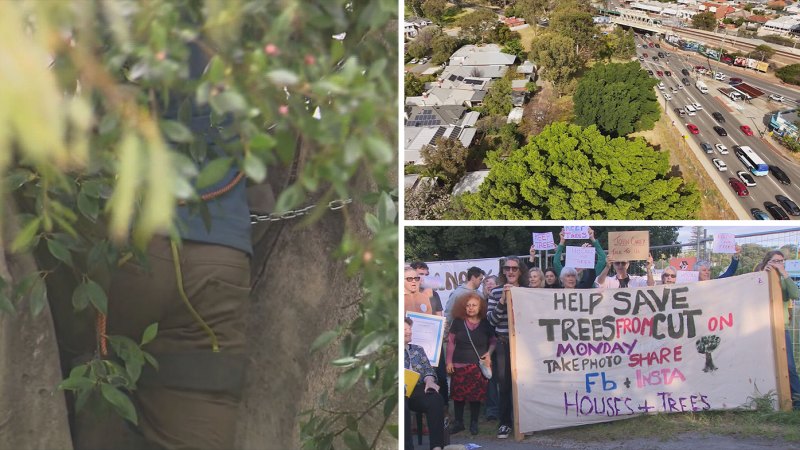 Protest halts bulldozing of century-old trees in Perth