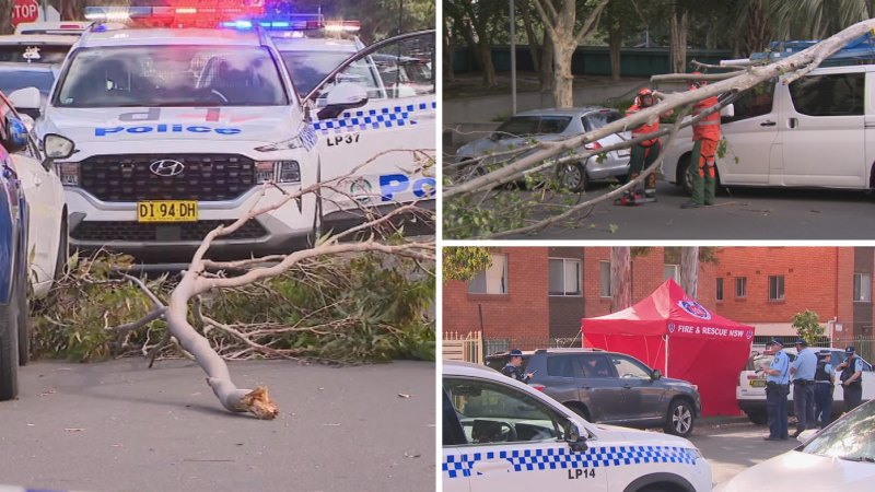 Woman killed by falling tree branch