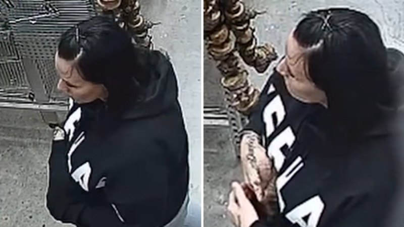 Queensland pet shop’s CCTV appeal for stolen guinea pig ‘Nibbles’