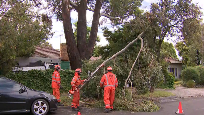 Man killed, teenager injured after tree branch falls near campsite on Victorian border