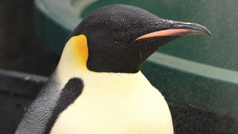 Emperor penguin Gus lost in WA now under expert care