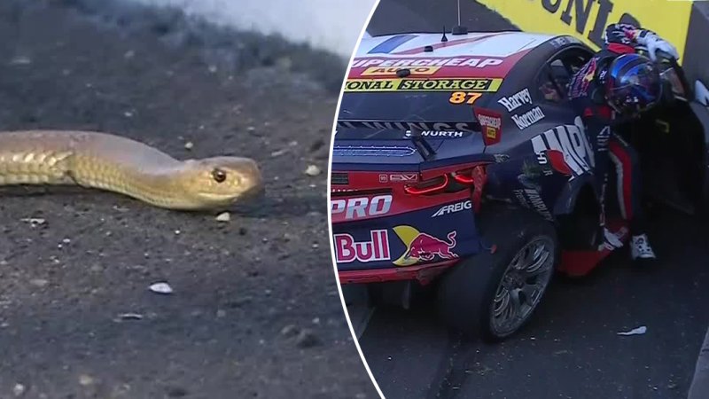 Snake causes chaos at Mount Panorama