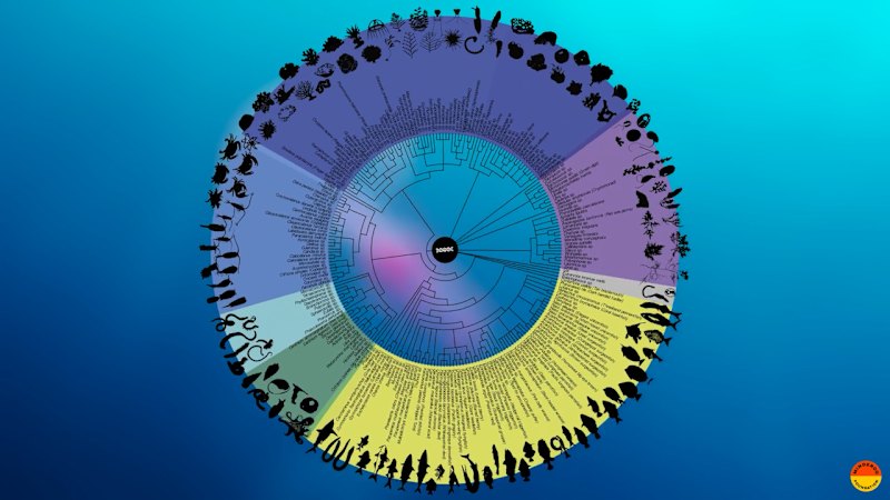 Cocos Keeling's 'Tree of Life'