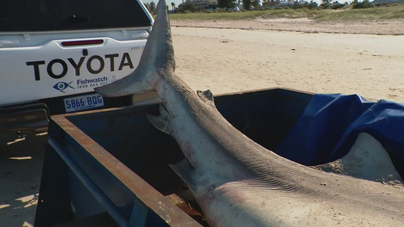 Dead shark washes up on South Australian beach