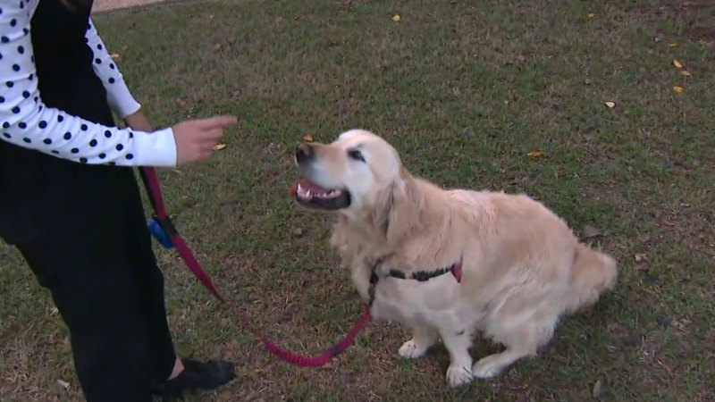 On-the-spot fines double leaving dog owners furious