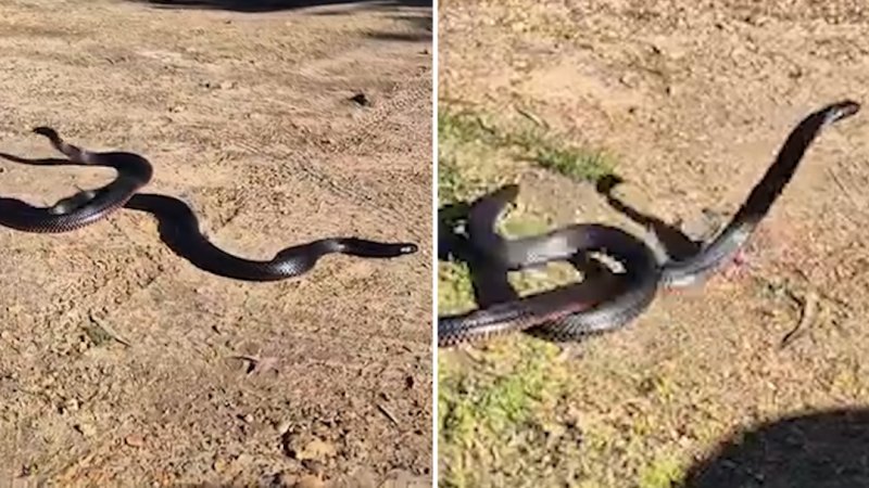 Two large snakes filmed wrestling in Melbourne