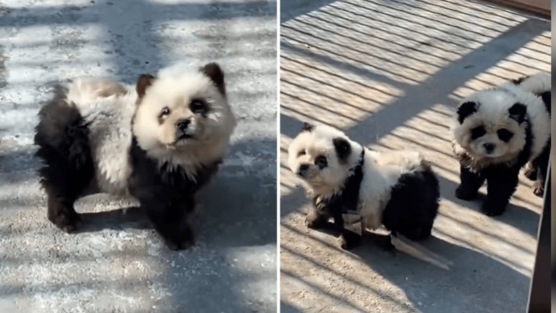 Chinese zoo exhibits ‘panda dogs’ dyed black and white