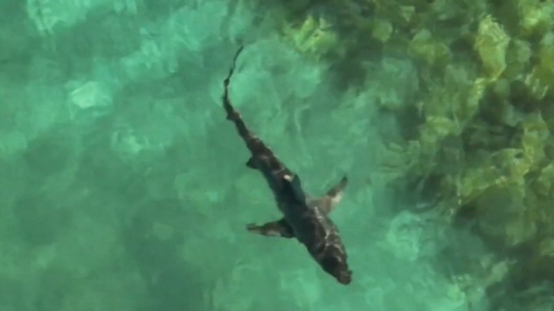 Swimmers flee as shark infiltrates net at WA beach