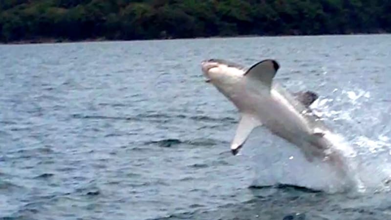 Sharks in Sydney Harbour: the sobering reality