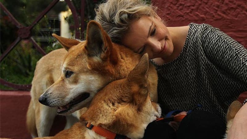 Call Of The Wild: Love Me, Love My Dingoes - 800x450 - jpeg Dingoes As Pets