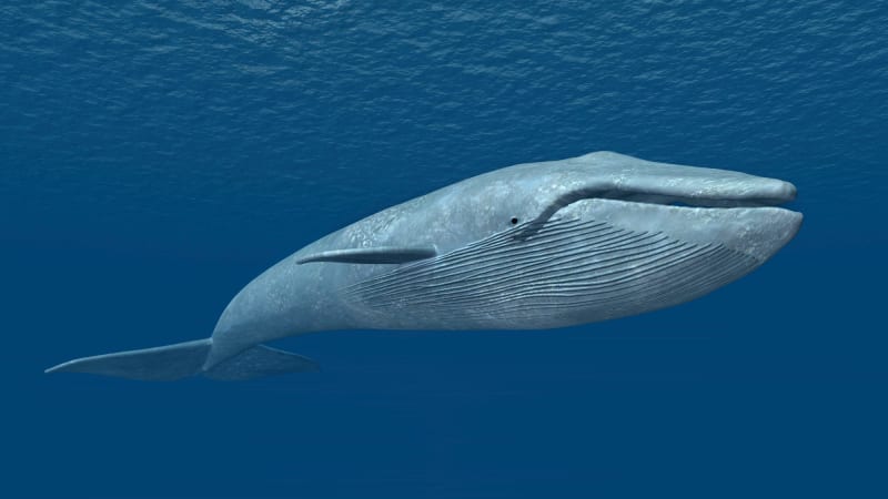 Seismic shift for blue whales