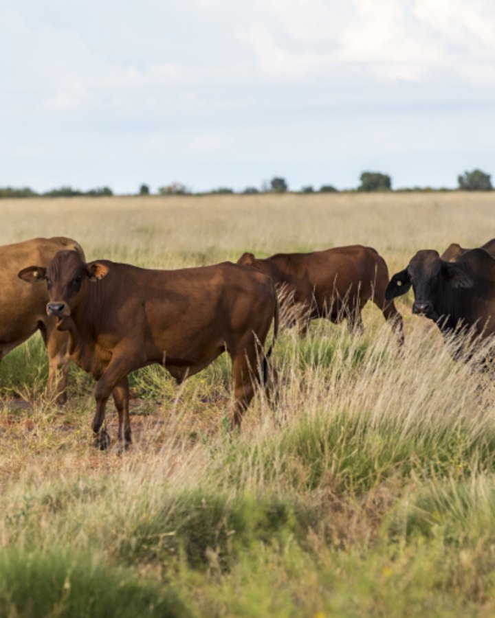 The portfolio of cattle stations runs 50,000 breeders.