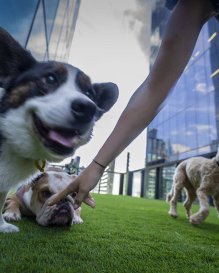 The dog park at Amazon’s new offices on Collins Street in Melbourne.