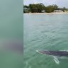 Minke whale at Bundeena