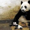 Sneezing Baby Panda: The Movie review: Cute but film misses mark