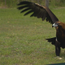 Byron Bay Wildlife Hospital releases an eagle into the wild