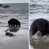 A wombat has been caught on video walking through water on the shores of a Tasmanian beach.