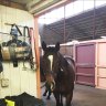 Drugging of horses 'normal procedure' at Australian Turf Club, inquiry told 